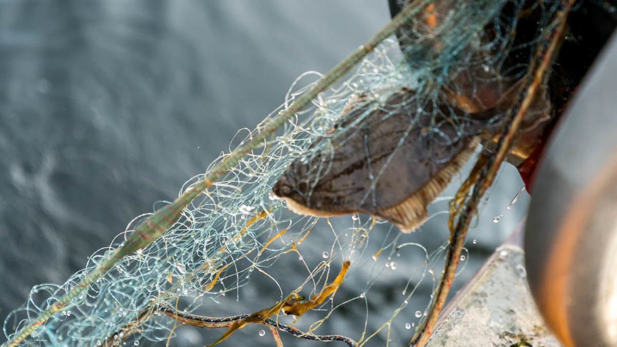 Fisch Direkt Vom Kutter Dorsch Scholle Hering Seelachs