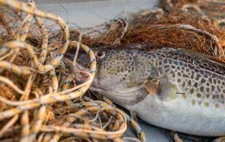 Dorsch | Fisch direkt vom Kutter - Fisch aus Niendorf | Fischereibetrieb Peter Dietze