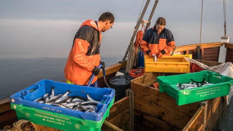 Fisch Vom Kutter Preise Travemünde Fisch direkt vom Kutter: Dorsch, Scholle, Hering, Seelachs...