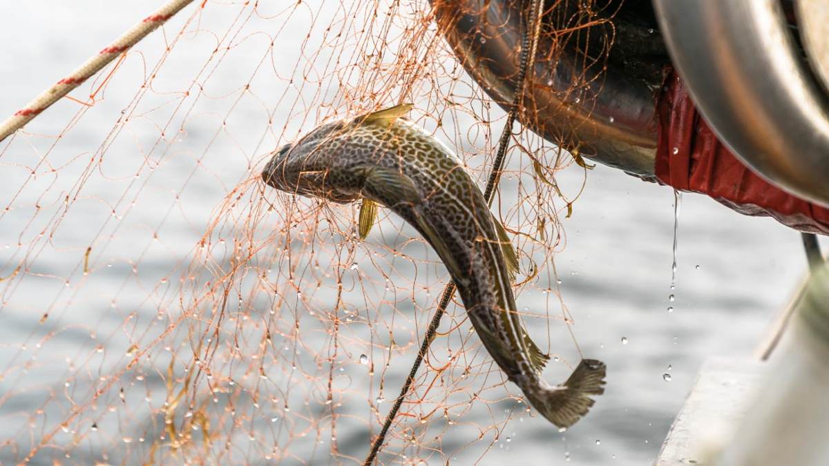 Fisch Vom Kutter Preise Travemünde Fisch direkt vom Kutter: Dorsch, Scholle, Hering, Seelachs...