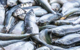 Fisch direkt vom Kutter - Fisch aus Niendorf von Fischer Peter Dietze | Foto: Tina Terras & Michael Walter