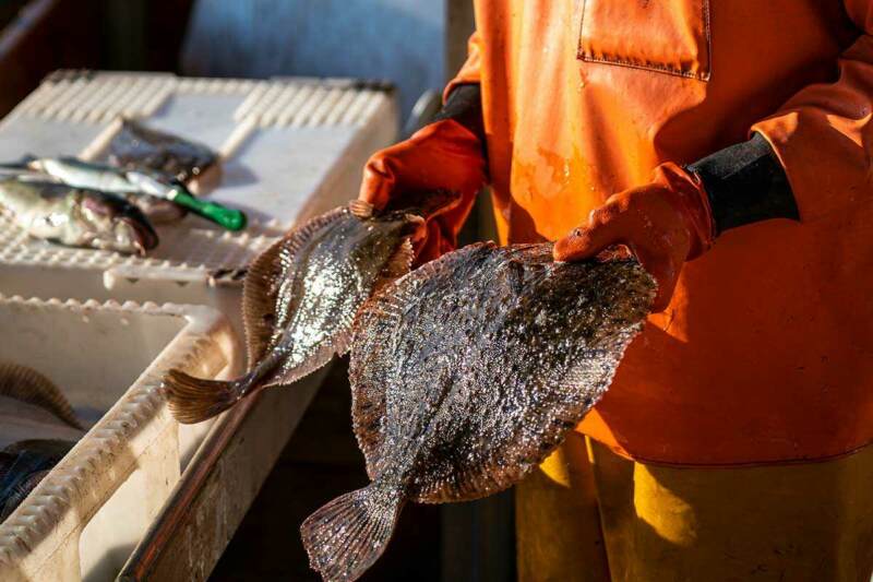Fisch Vom Kutter Preise Travemünde